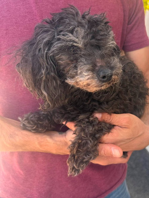 Mabel, photo 4
