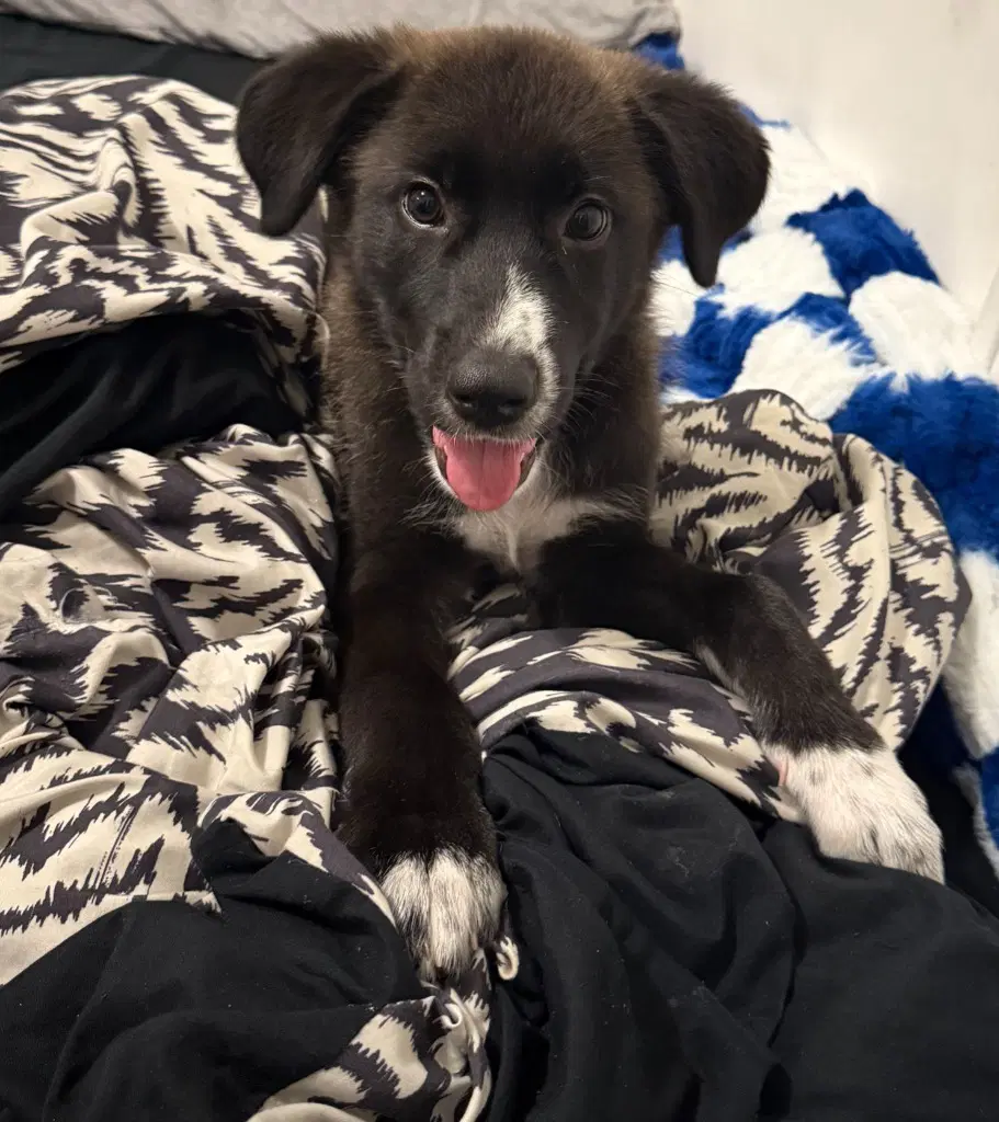 Luna - Border Collie