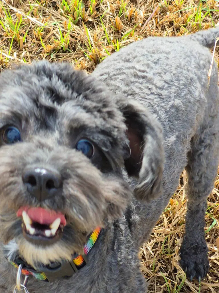 Fillmore - Poodle (unknown type)