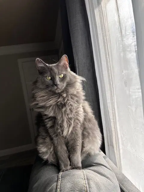 Smokey - Domestic Long Hair