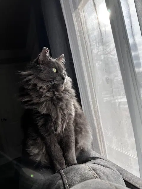 Smokey image 3