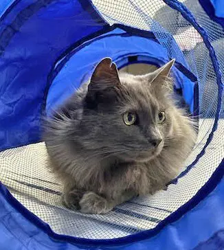 Smokey - Domestic Long Hair