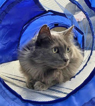 picture of the cat needing adoption