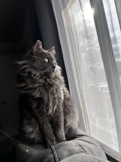 Photo 3 of Smokey