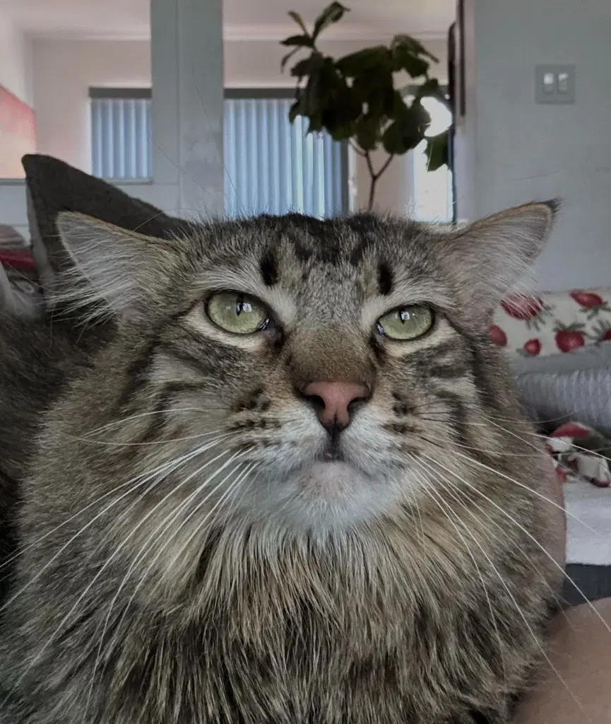 Mufasa - Domestic Medium Hair