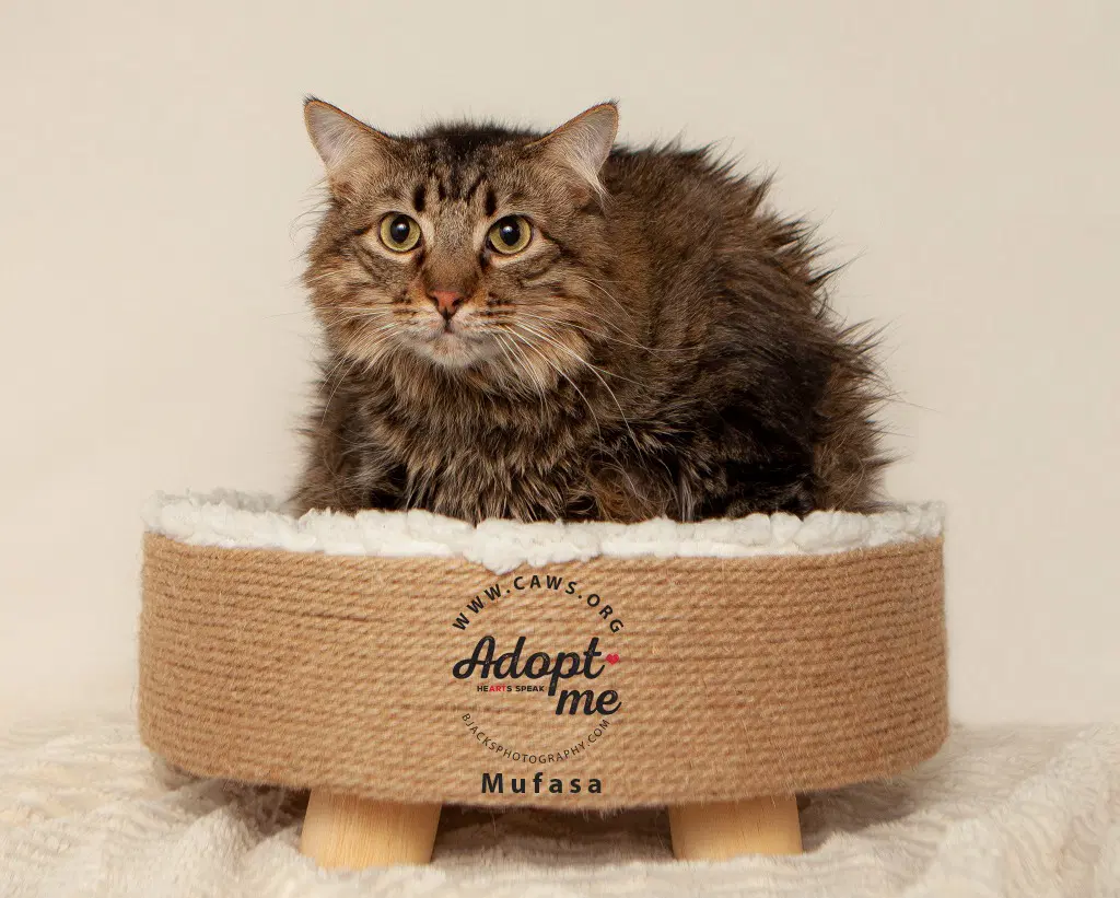 Mufasa - Domestic Medium Hair