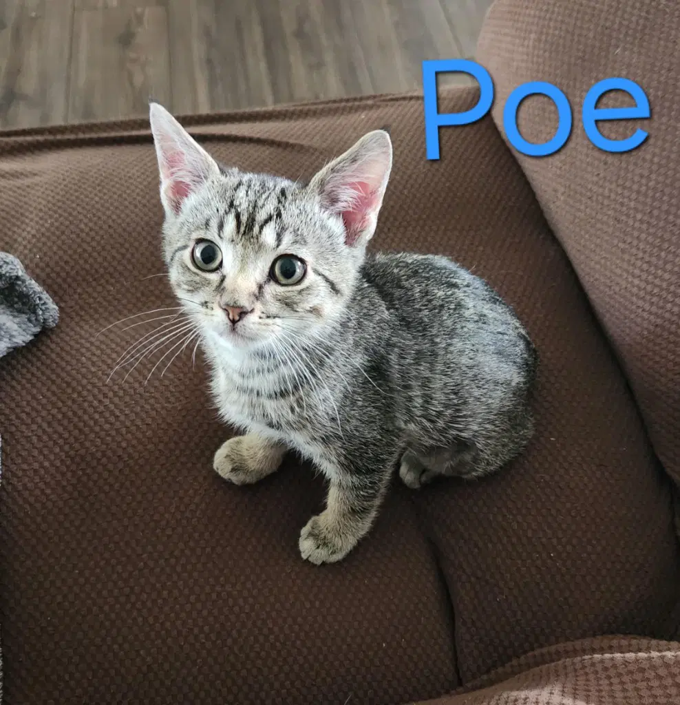 Poe image 1
