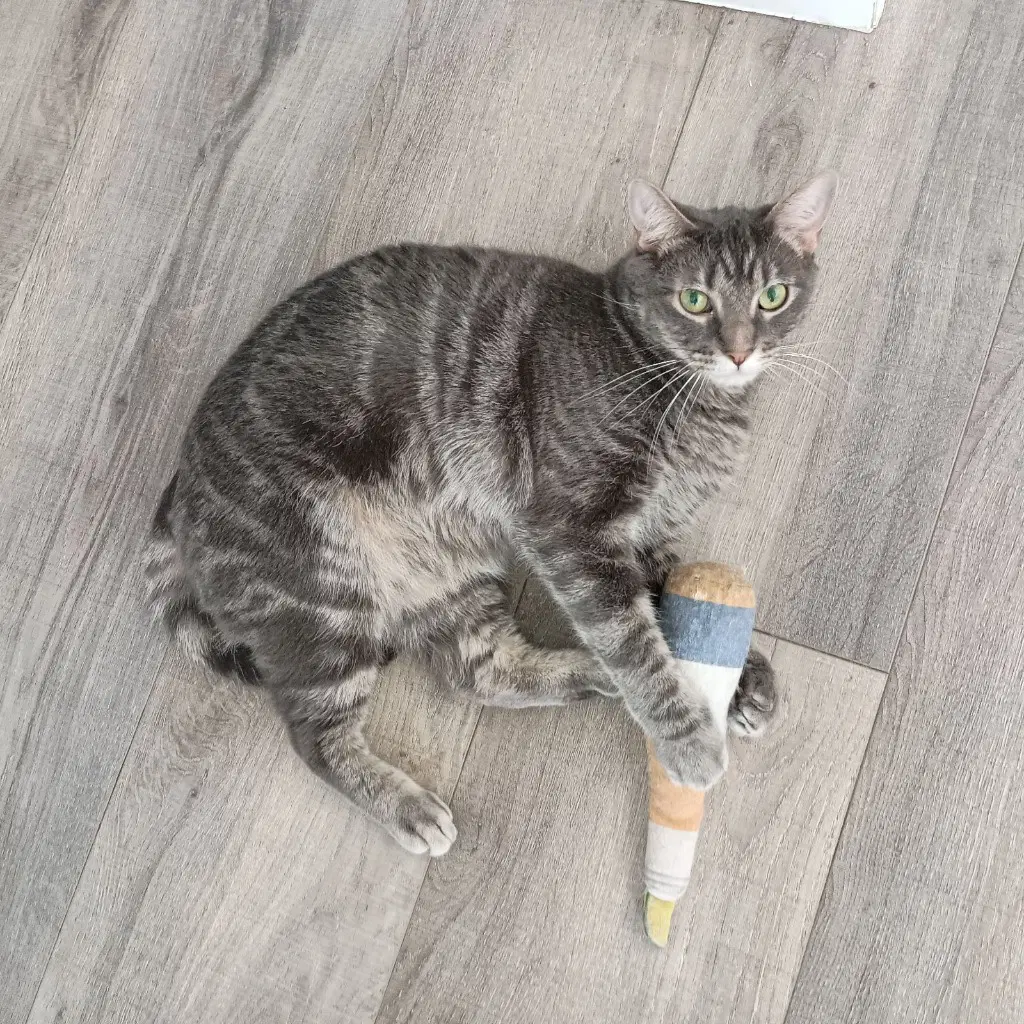 Stormy - Domestic Short Hair