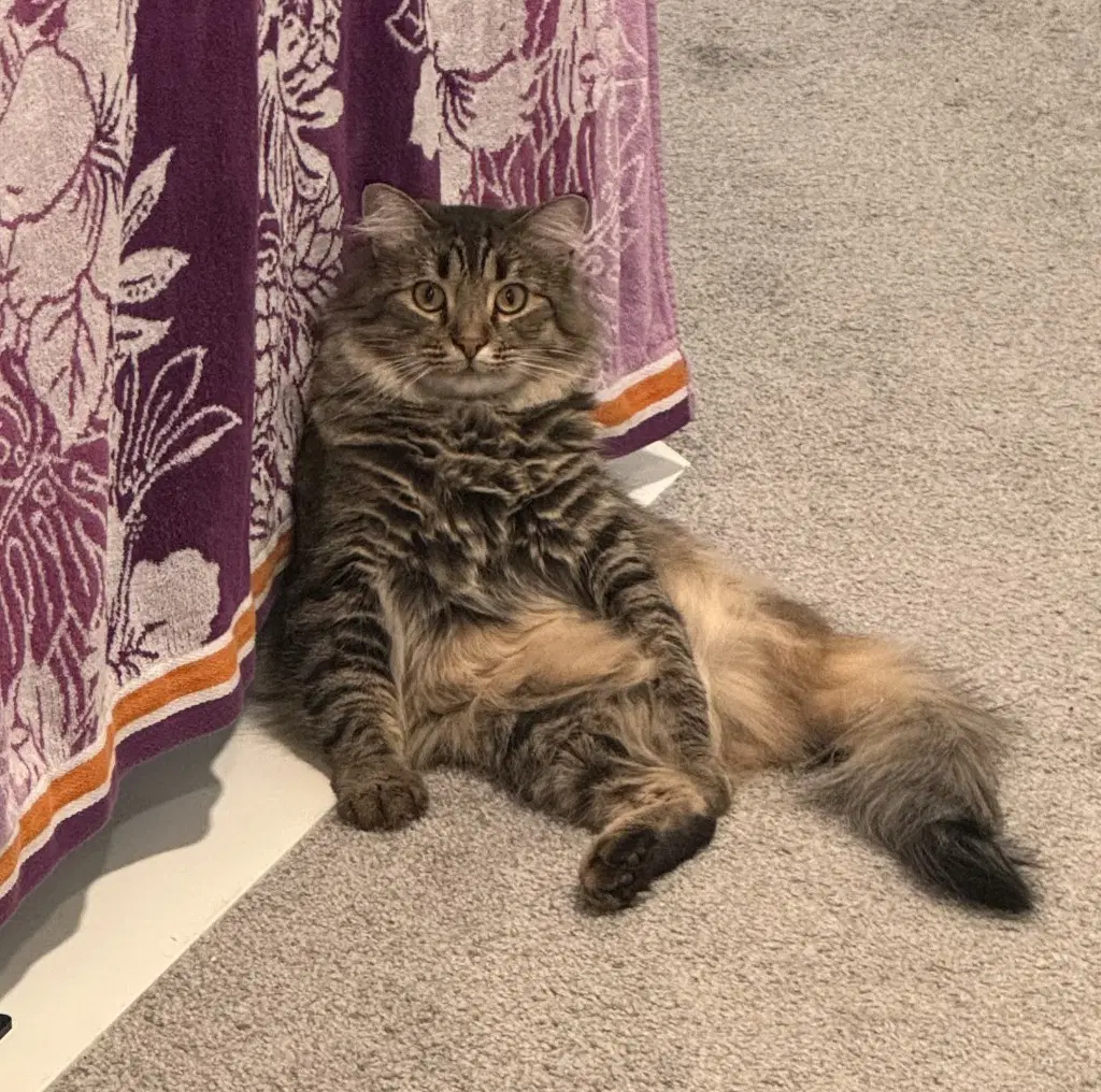 Suzume - Domestic Long Hair