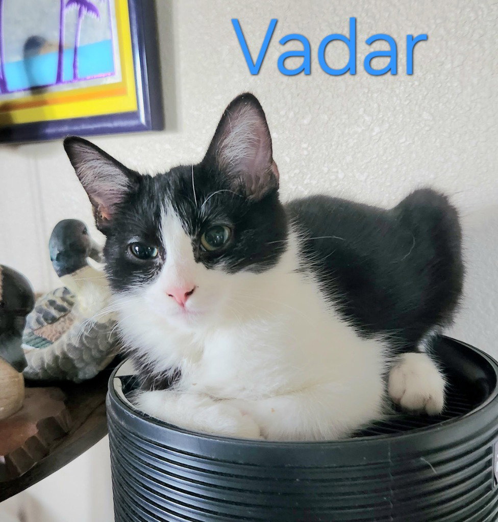 Vadar