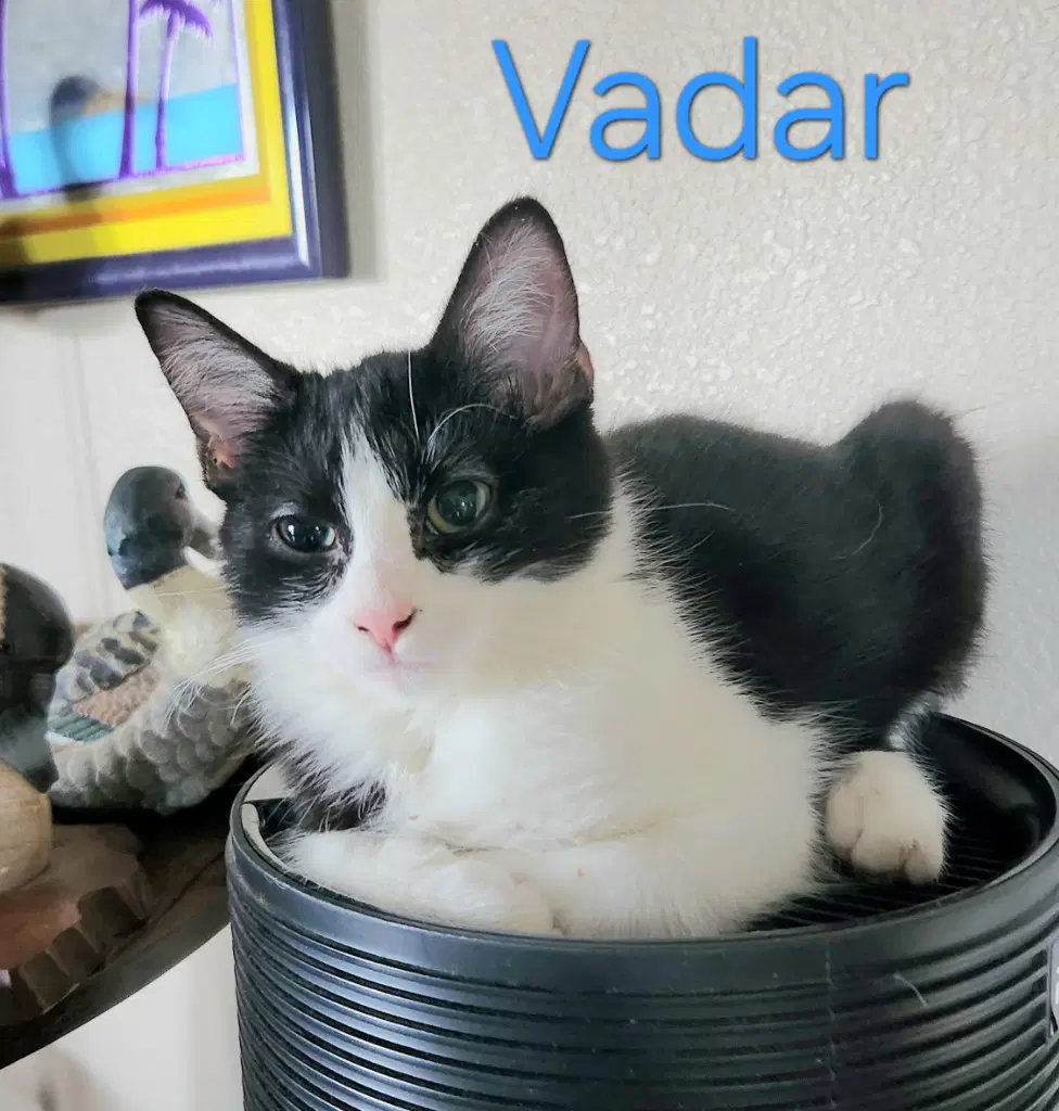 Vadar image 1
