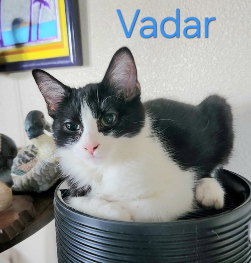 Vadar, a cat for adoption from Community Animal Welfare Society