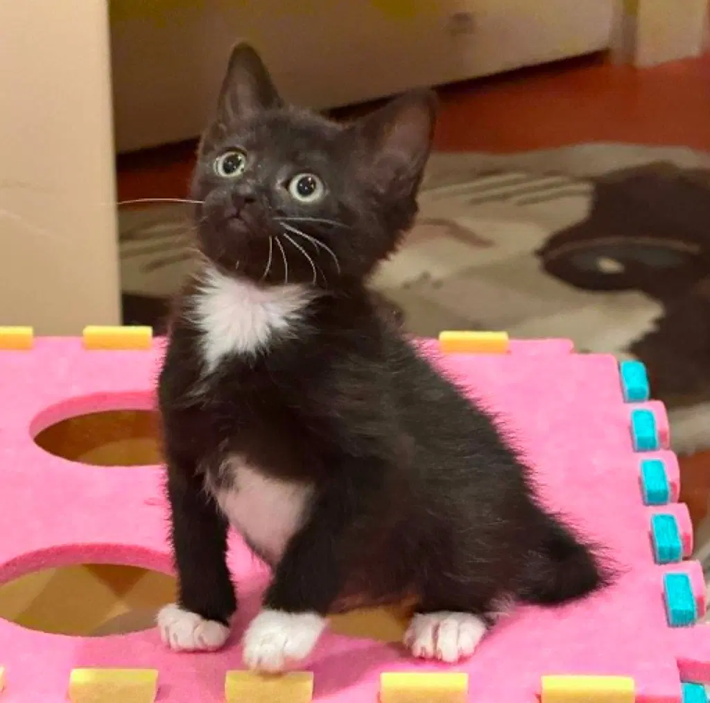 Dory - Domestic Short Hair
