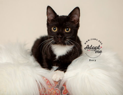 picture of the cat needing adoption