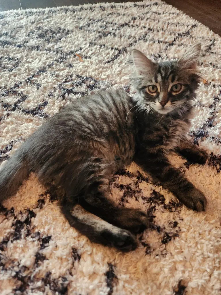 Ozzy - Domestic Medium Hair
