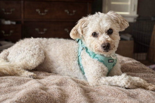 Ruben Humphrey, Terrier / Poodle (unknown type) / Mixed