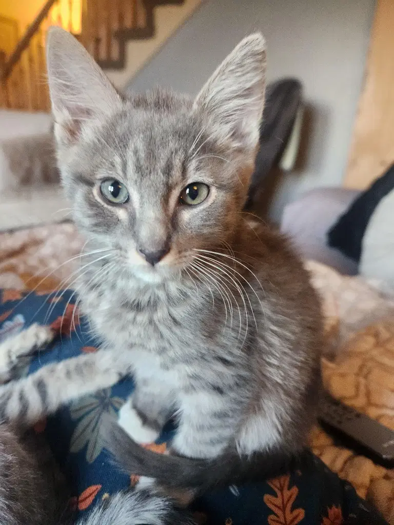Yoshi - Domestic Short Hair
