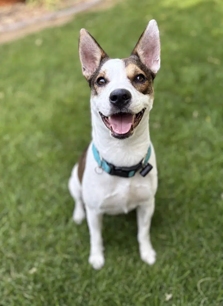 Magnolia - Cattle Dog