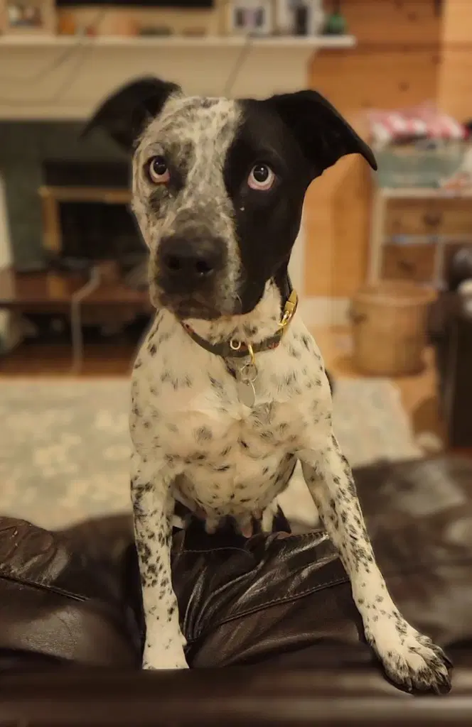 Bluebell - Cattle Dog