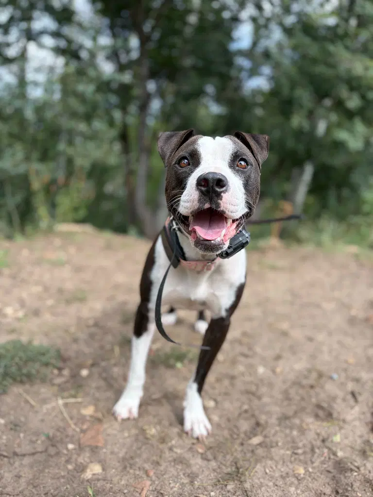 Dee Dee - Pit Bull Terrier