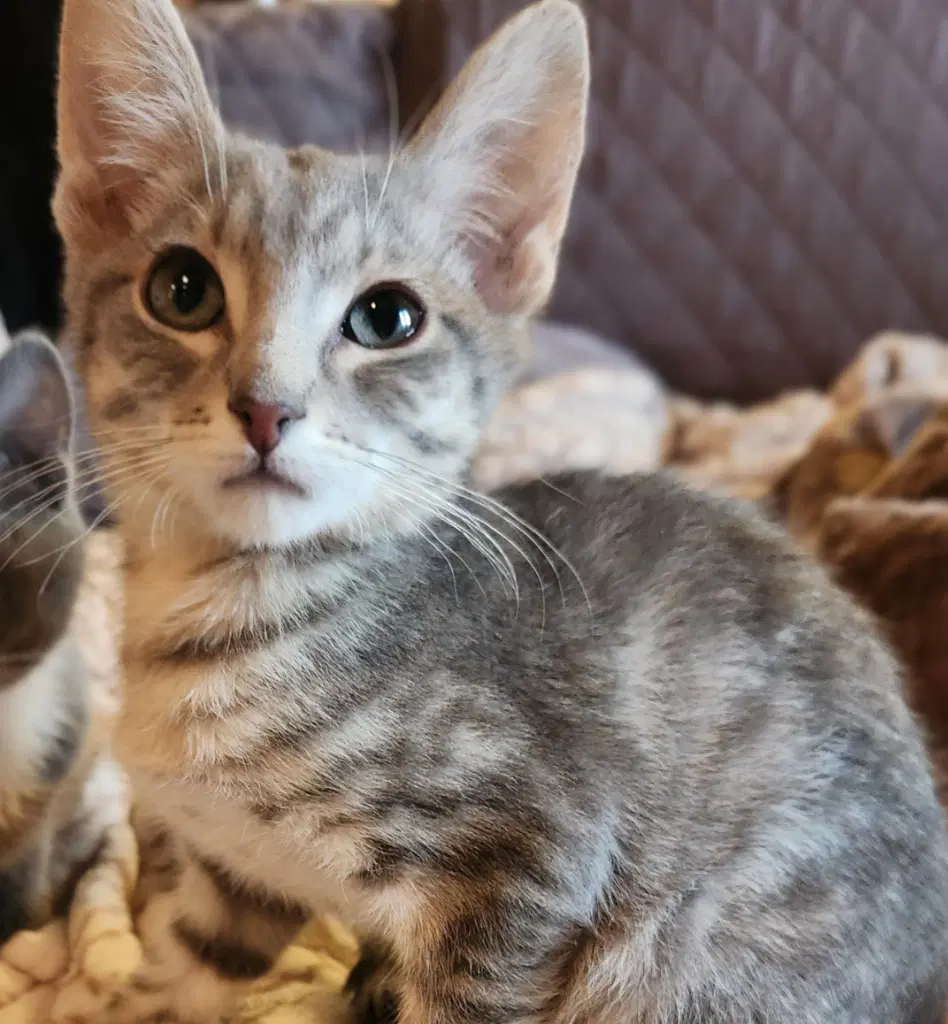 Mario - Domestic Short Hair