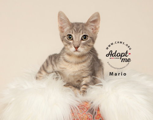 picture of the cat needing adoption