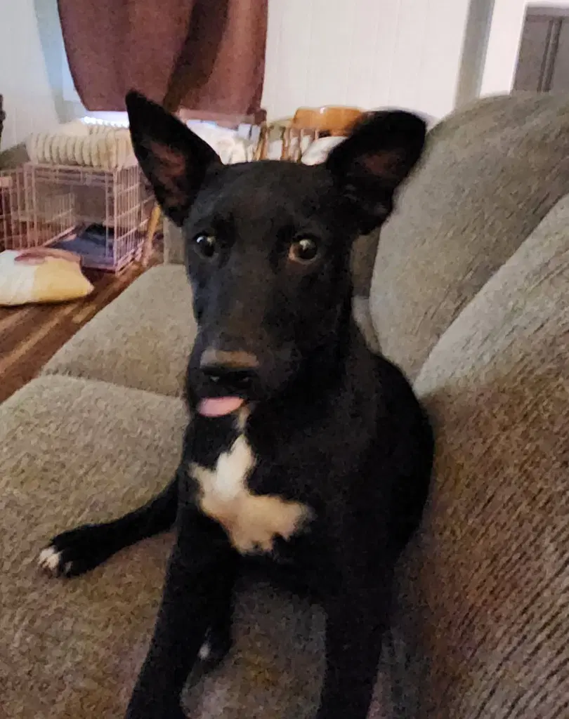 Gus image 1
