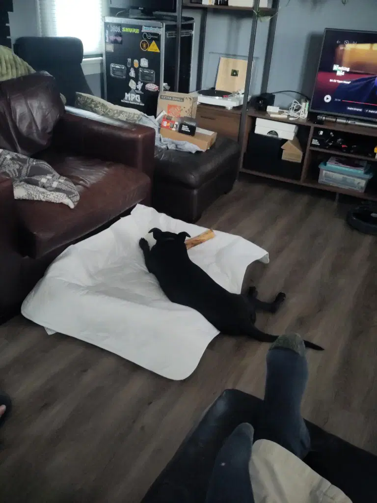 Gus image 2
