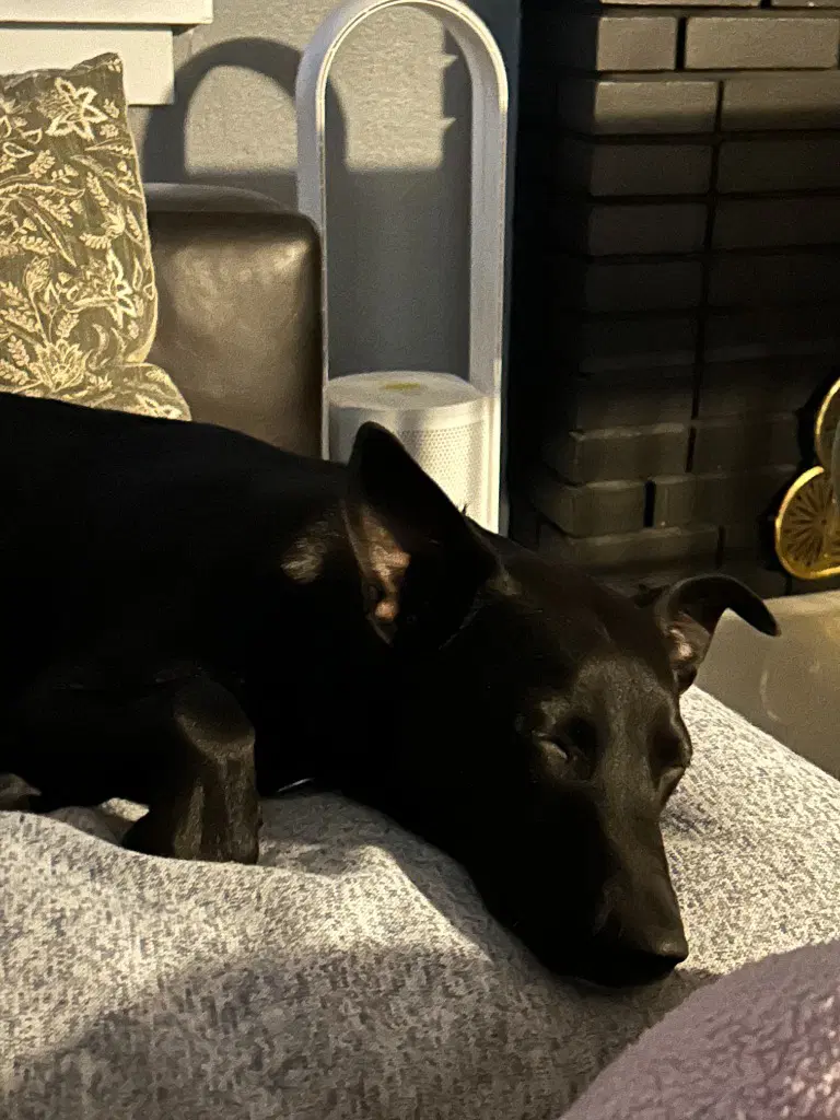 Gus image 3
