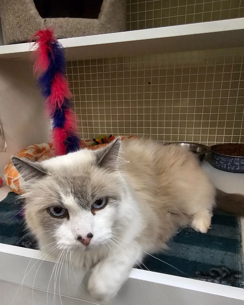Meeko