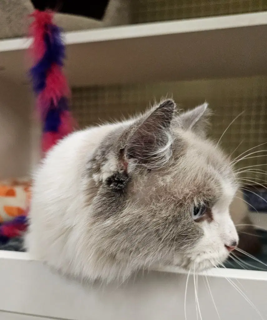 Meeko image 2