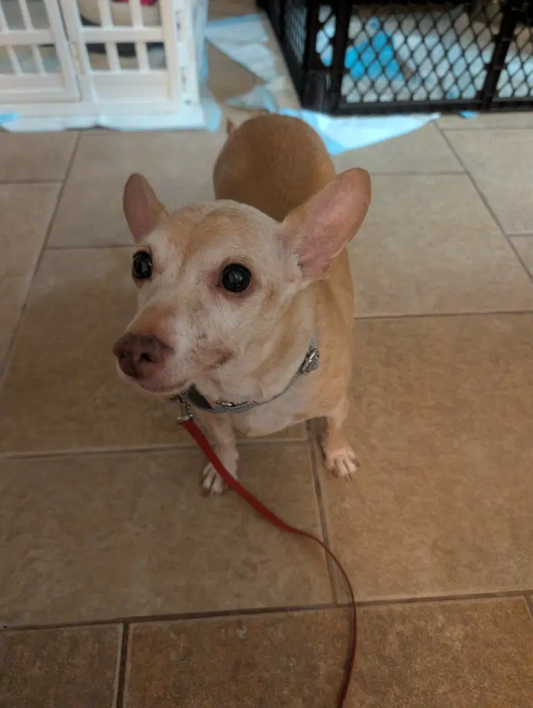 Scampy image 4