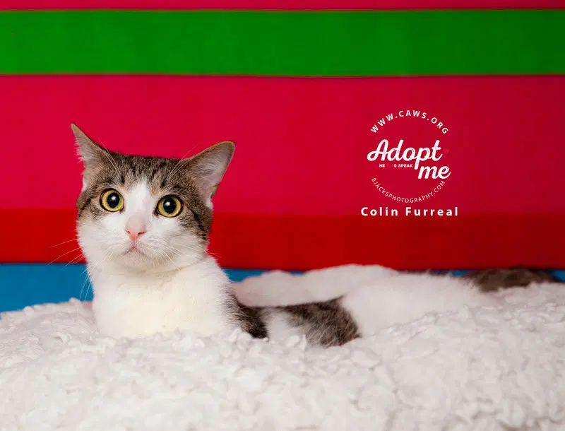Colin Furreal - Domestic Short Hair