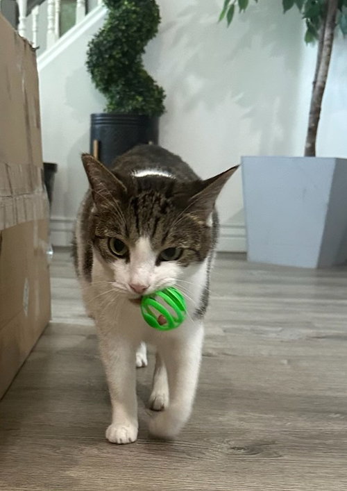 Colin Furreal, a cat for adoption from Community Animal Welfare Society