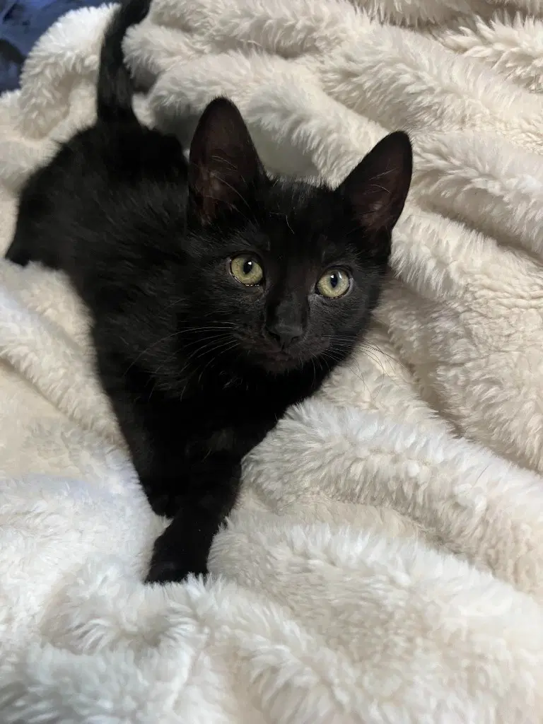 Frodo - Domestic Short Hair