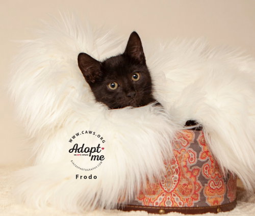 picture of the cat needing adoption