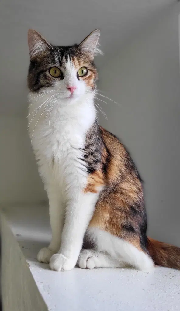 Lucille - Domestic Medium Hair