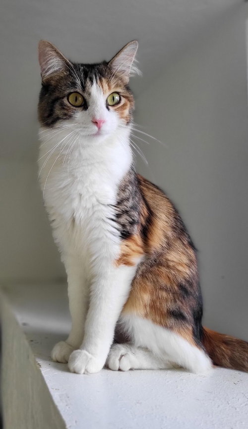 picture of the cat needing adoption