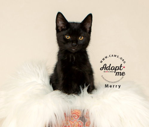 picture of the cat needing adoption