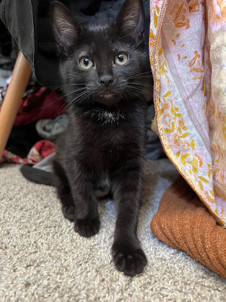 Sam - Domestic Short Hair