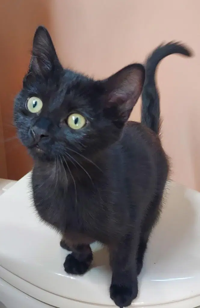 Marcus - Domestic Short Hair