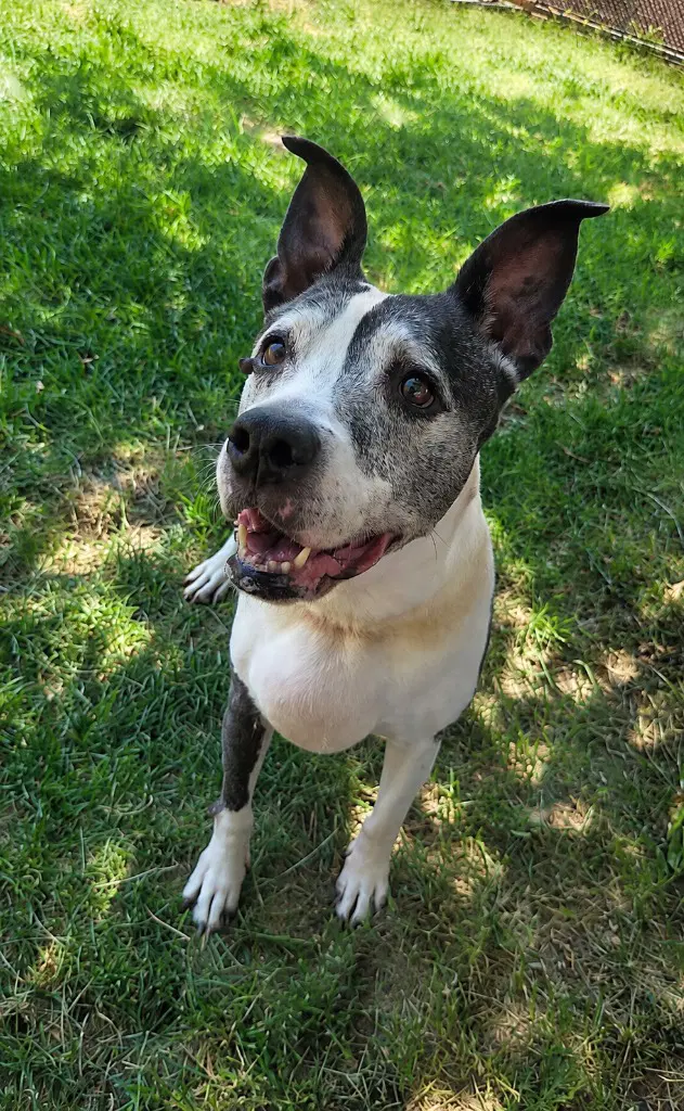 Yogurt - Pit Bull Terrier