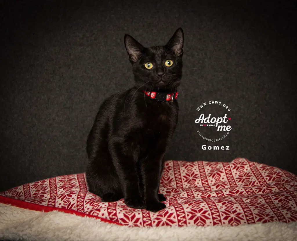 Winston - Domestic Short Hair