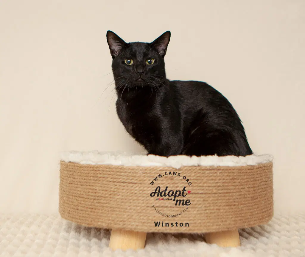 Winston - Domestic Short Hair