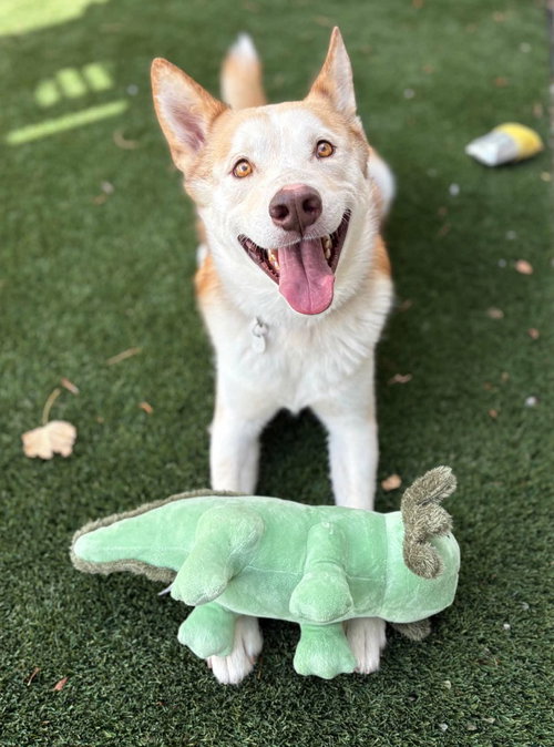 Ace, a dog for adoption from Community Animal Welfare Society