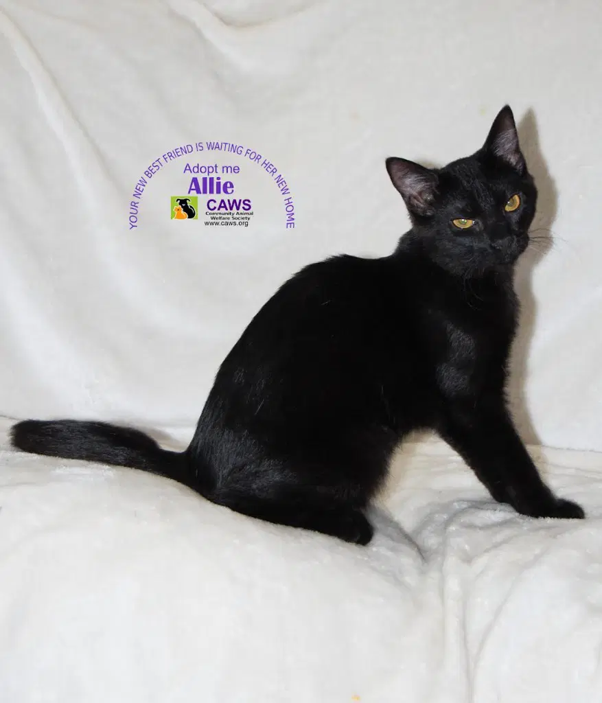 Allie image 1