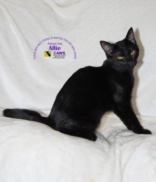 Allie, a cat for adoption from Community Animal Welfare Society