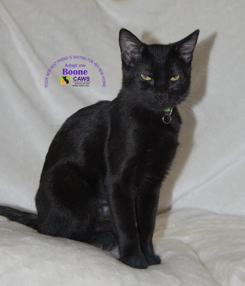 Boone, a cat for adoption from Community Animal Welfare Society