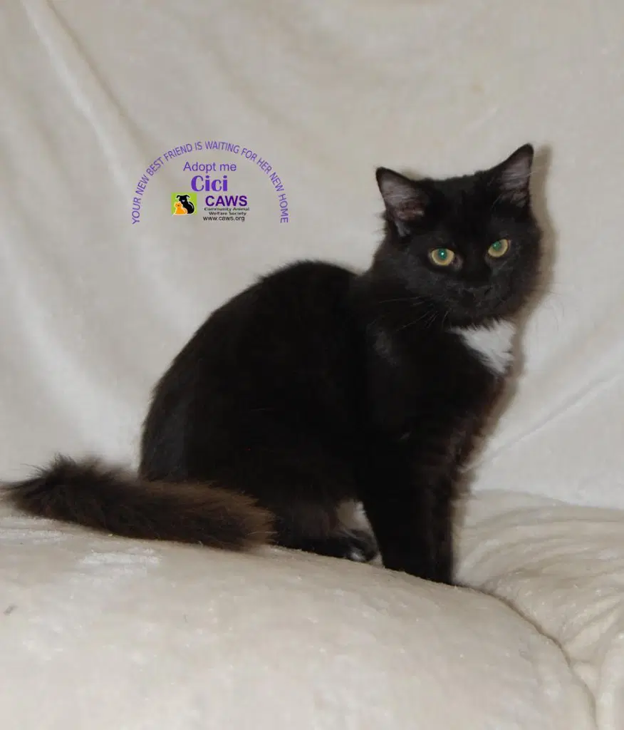 Cici - Domestic Short Hair