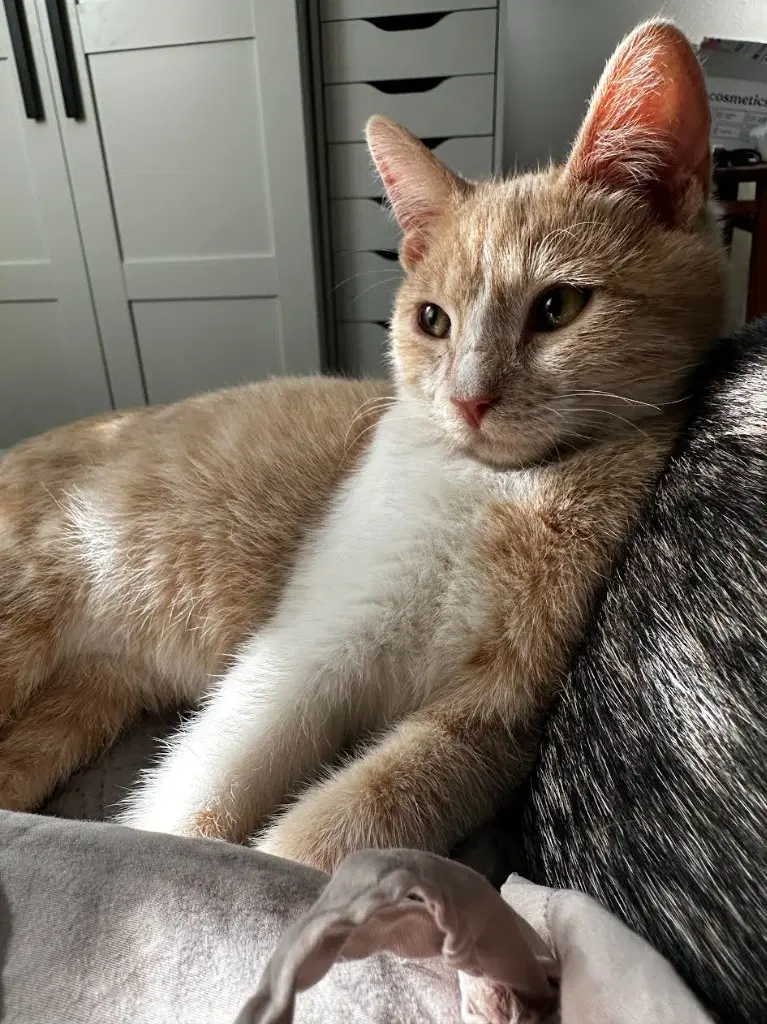 Cinnamon - Domestic Short Hair